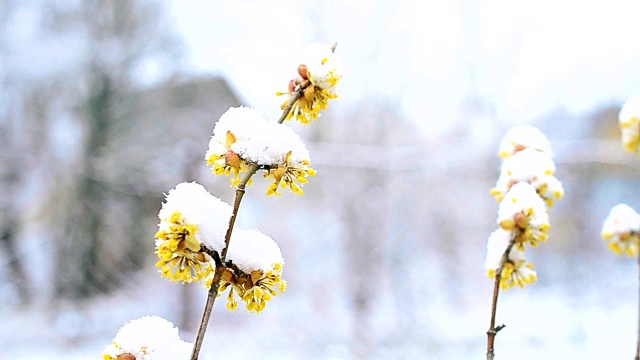 冬天或春天的雪落在有花的樱花树的树枝上视频素材