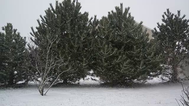 暴风雪中的常青树视频素材