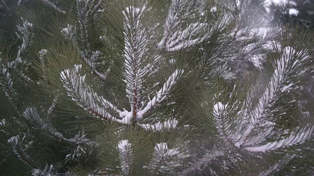 松树在暴风雪中摇曳视频下载