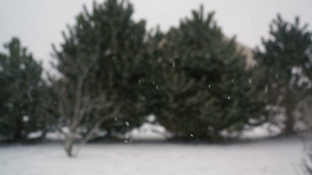 常青树在暴风雪中失去焦点视频素材