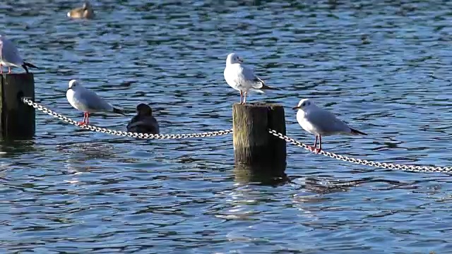 海鸥飞行。视频素材