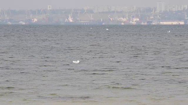 海鸥和海洋视频素材