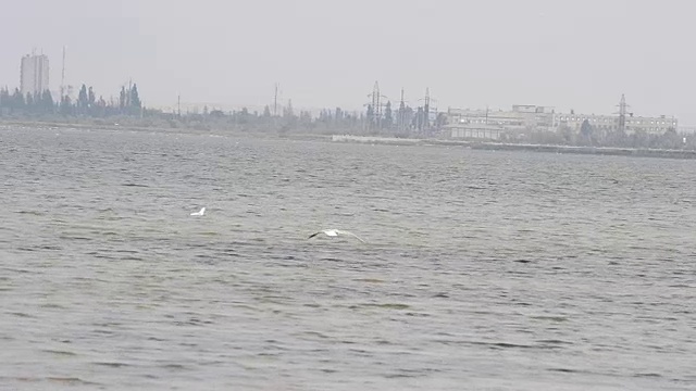 海鸥和海洋视频素材