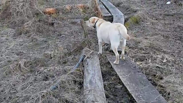 白色的拉布拉多犬在小路上散步视频素材