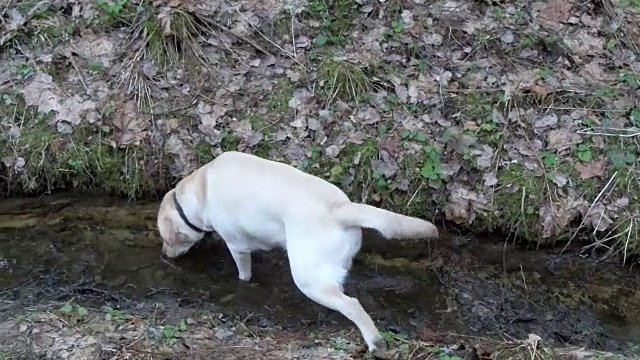 白色拉布拉多寻回犬进入水中视频素材