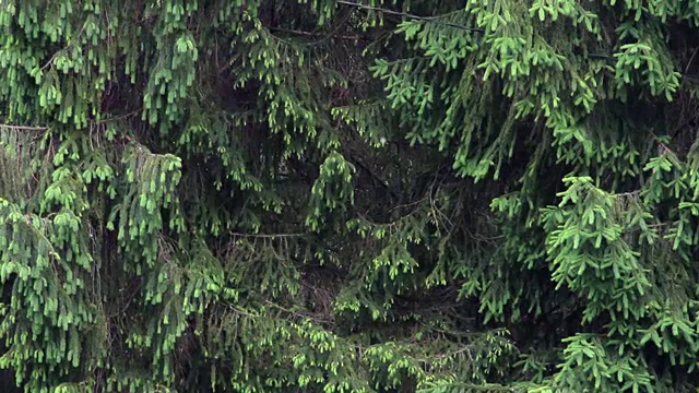 雨中的冷杉视频素材