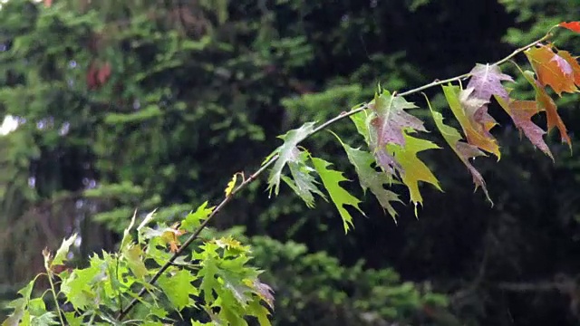 雨中的枫树视频素材