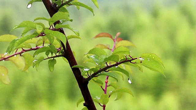 水滴在树上视频素材