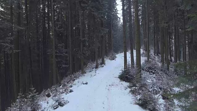 在山里冬天的森林里飞行视频素材