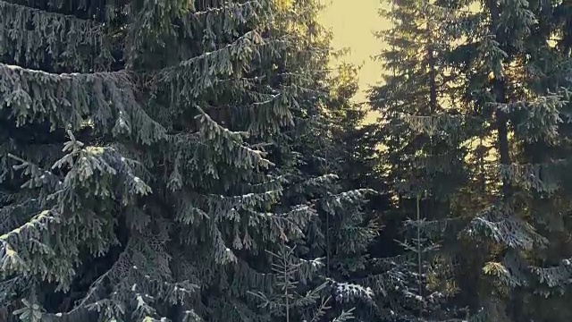 飞过山里冬天的森林视频素材