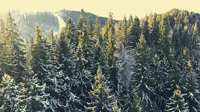 飞过山里冬天的森林视频素材