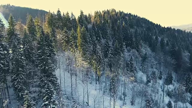 飞过山里冬天的森林视频素材