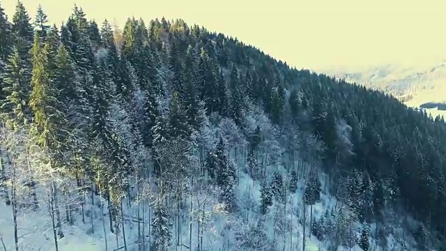 飞过山里冬天的森林视频素材