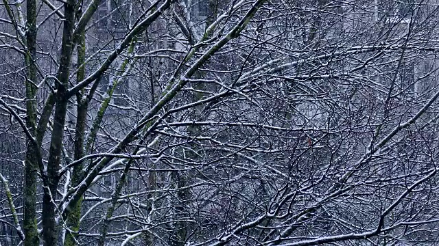 降雪在城市视频素材