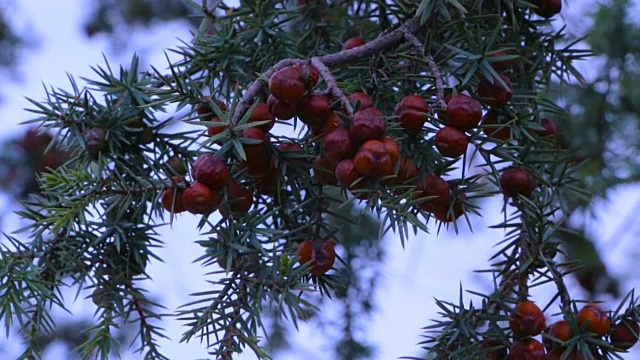 Juniper克里米亚视频素材