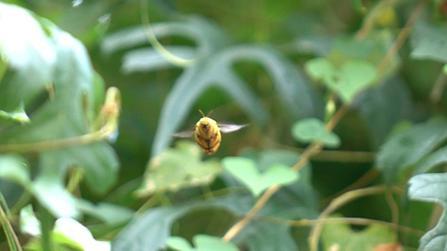 蜜蜂大黄蜂飞行的慢动作视频素材