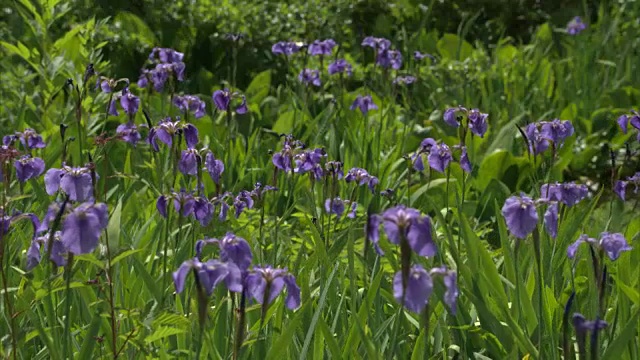 Uryu-numa湿地;一丛北极鸢尾(Iris setosa)视频素材