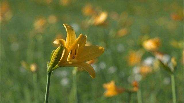 Uryu-numa湿地;黑龙江黄花菜(萱草)的花朵特写视频素材