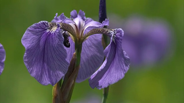 Uryu-numa湿地;北极鸢尾(iris setosa)的特写镜头视频素材