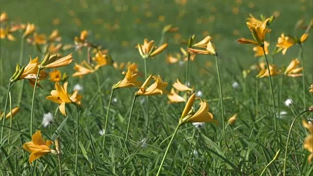 Uryu-numa湿地;萱草(萱草属)视频素材