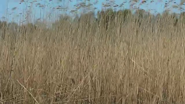 风吹芦苇视频素材