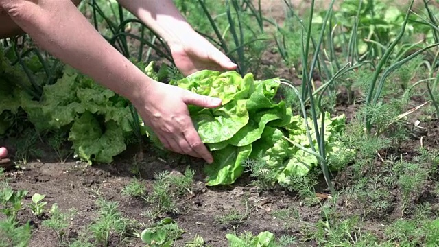 两个采摘生菜的慢动作视频视频素材