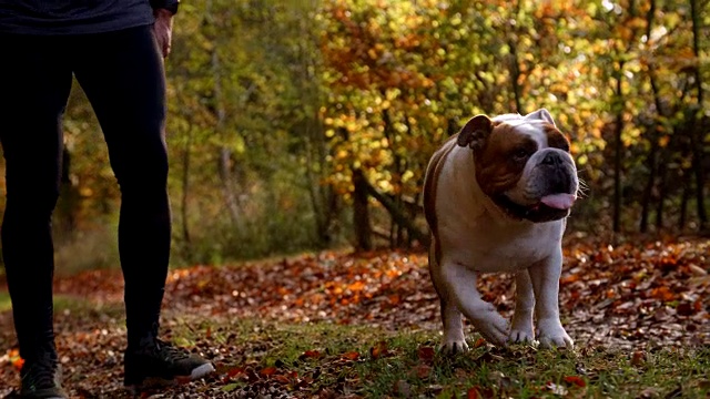 一名男子带着英国斗牛犬在秋景中漫步视频素材