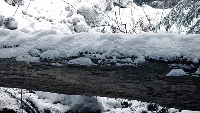 移动过去积雪覆盖的原木在森林视频素材