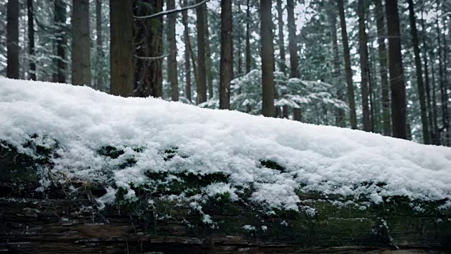 森林中被雪覆盖的原木视频素材