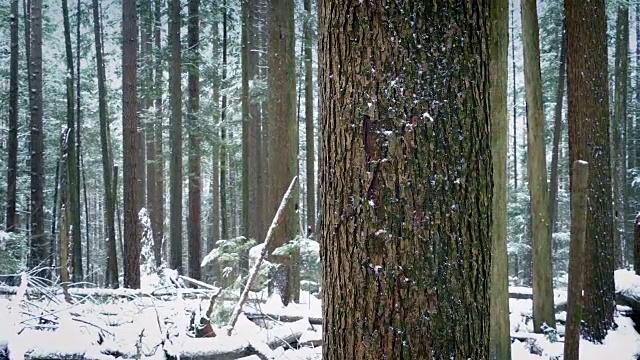 在大雪中移动过树干视频素材