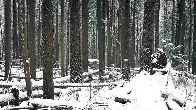 美丽的冬天森林在下雪视频素材