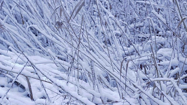 甘蔗，芦苇在冬天与雪视频素材