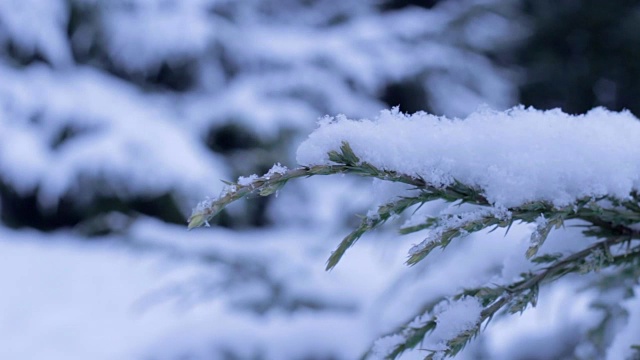 冬天有雪的杜松早午餐视频素材