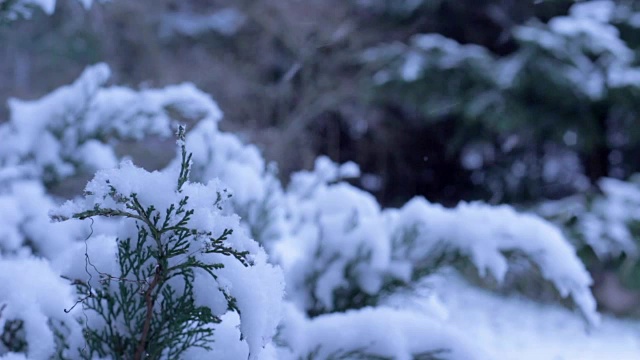 冬天有雪的杜松早午餐视频素材