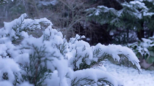 冬天有雪的杜松早午餐视频素材