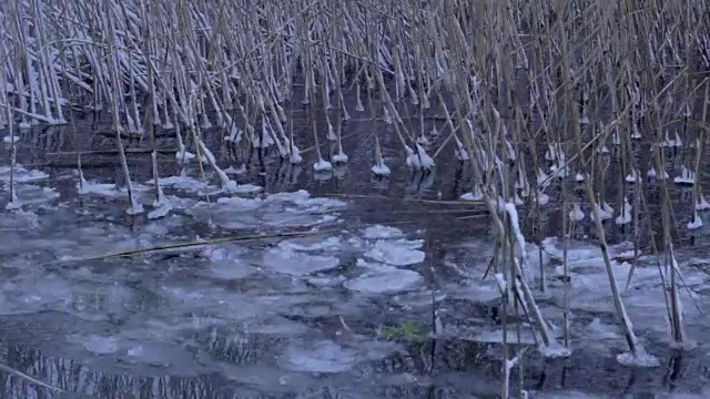 芦苇，甘蔗，冬季浮冰视频素材