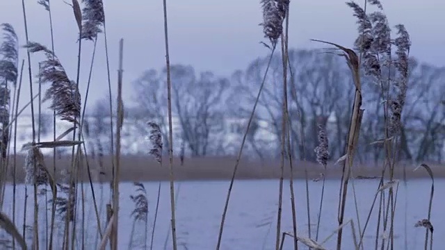 冬风中的芦苇视频素材