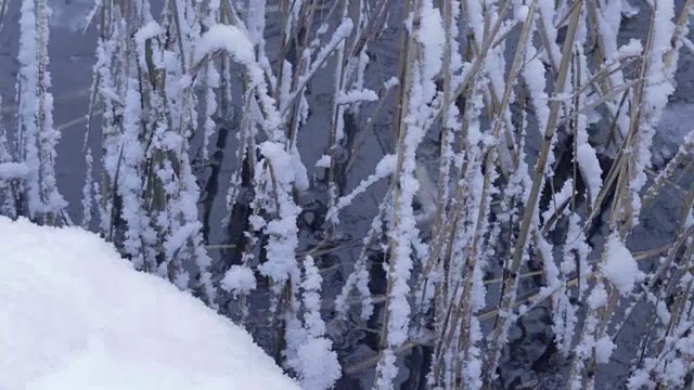 芦苇在冬天的湖与雪视频素材