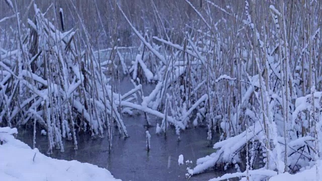 芦苇在冬天的湖与雪视频素材