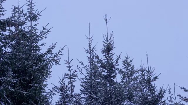 树木和飘落的雪视频素材