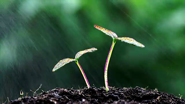 水喷芽种子视频素材