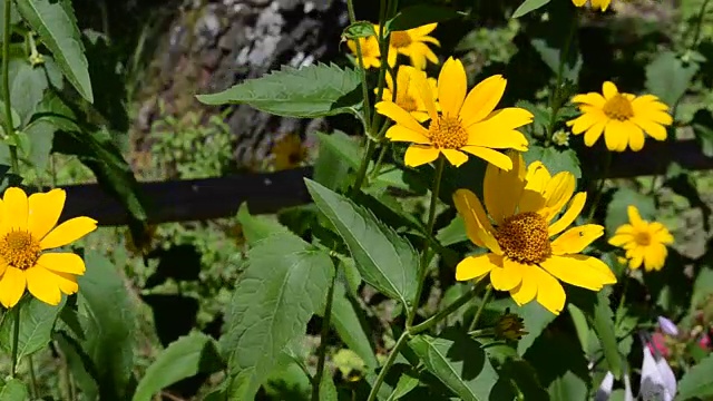 树林里有花。视频素材