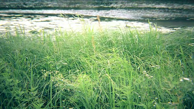 绿色的莎草，芦苇，草在河边或湖边摇曳视频素材