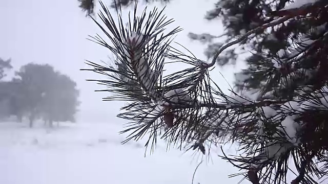 松枝上的松果洒满了雪花在风中摇摆，雪花在林间飘动，暴风雪在松林中袭来。视频素材