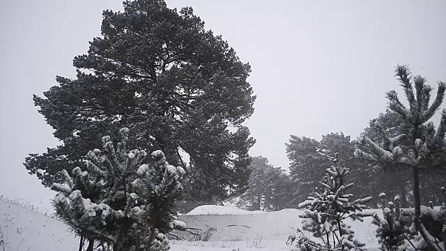 冬天的森林里，美丽的松柏，白雪覆盖的公园里。视频素材