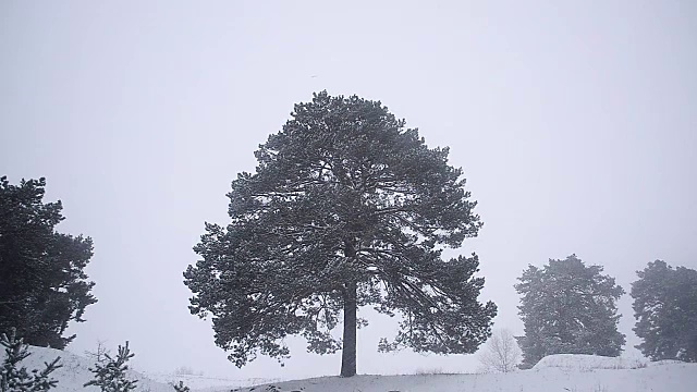 sonone美丽的圣诞节在森林里强暴风雪在森林树庇护雪视频素材