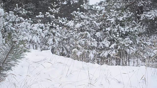 十几岁的女孩用她的手扔雪，快乐的女孩笑着在冬季公园森林欢乐的家庭假期视频素材