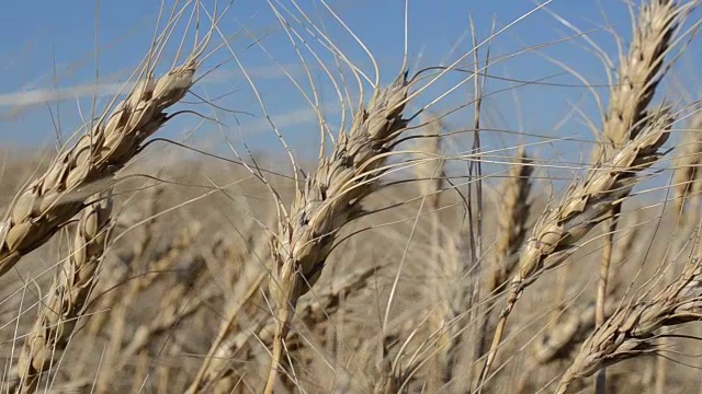 风中的小麦球果视频素材