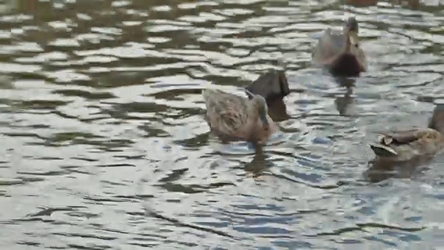 鸭子在湖里视频素材