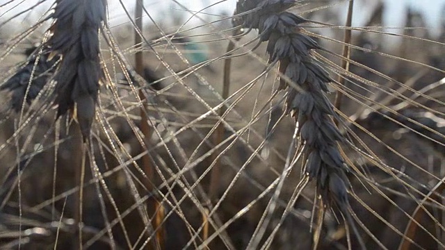 风中的小麦球果视频素材